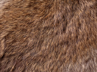 Red Brown Animal Wildlife fur hair textured Concept Background.
