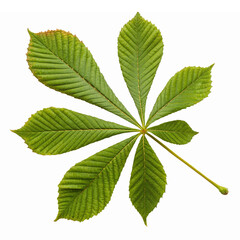 Detailed Green Horse Chestnut Leaf Isolated on Transparent Background for Nature Designs