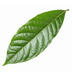 Obraz premium Fresh Green Leaf Isolated on Transparent Background Perfect for Eco and Nature Designs