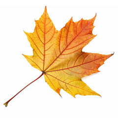 Obraz premium Vibrant Autumn Maple Leaf in Warm Shades of Orange and Yellow with Transparent Background