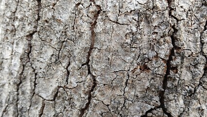 tree bark texture