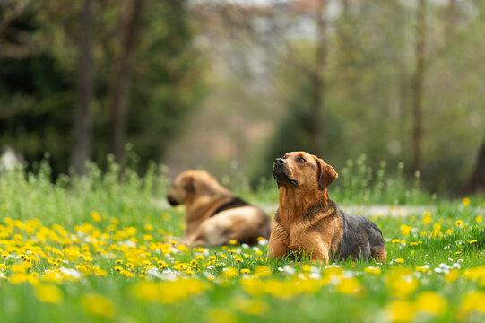 Stray dog laying on the grass with plenty of yellow dandelion and other spring flowers in a City park on the warm winter sun. 