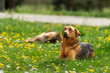 Stray dog laying on the grass with plenty of yellow dandelion and other spring flowers in a City park on the warm winter sun. 