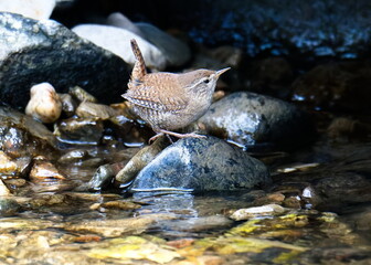 Zaunk&ouml;nig M&auml;nnchen ( Troglodytes troglodytes )	beim Nestbau