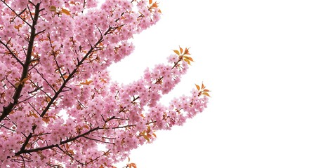 Obraz premium Pink Blossom's Embrace AI Generated