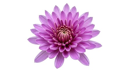 Obraz premium Lavender Bloom: A Gentle Radiance AI Generated