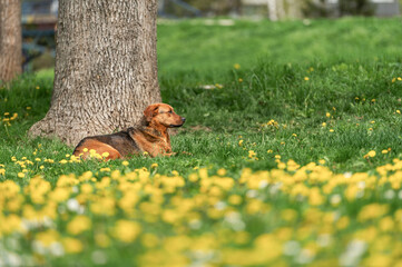 Stray dog laying on the grass with plenty of yellow dandelion and other spring flowers in a City park on the warm winter sun. 