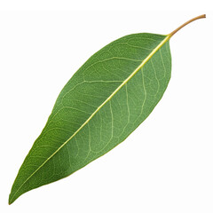 Obraz premium Single Green Bay Leaf Isolated on Transparent Background for Culinary and Aromatic Use