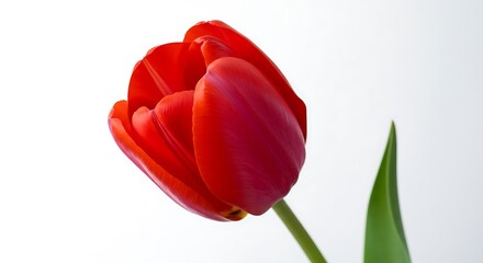 Fototapeta premium Crimson Bloom: A Study in Light AI Generated