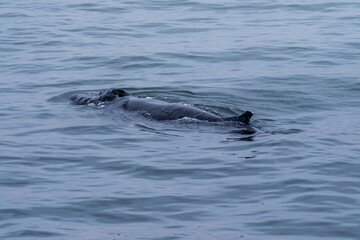 Blow hole and dorsal fin of a surfacing whale, in Walvis Bay, Namibia.