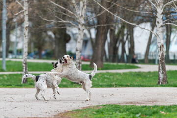 Obraz premium Two abandoned stray dogs playing a friendly fight in a city park 