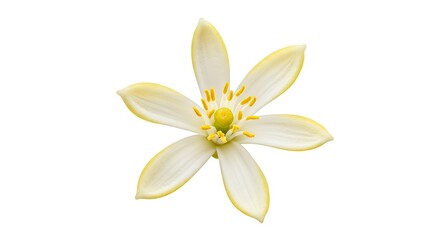 Pale Bloom: Delicate Macro Photography AI Generated