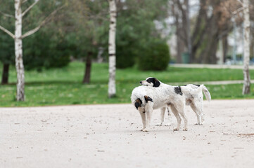 Obraz premium Two abandoned stray dogs playing a friendly fight in a city park 
