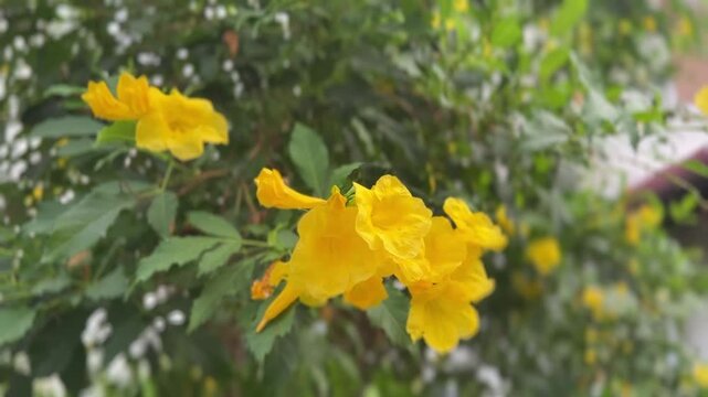 Yellow Tecoma stans flowers swaying in breeze with trumpet blooms and green foliage
