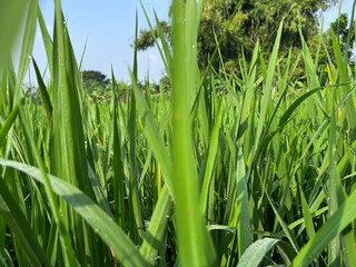 bright green rice fields under clear skies