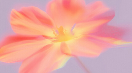 Blurred floral background with pink and orange soft glare. Blurred flower for aesthetic trendy design. Spring banner background with beautiful blossom