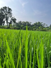 bright green rice fields under clear skies
