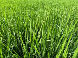 bright green rice fields under clear skies