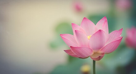 Obraz premium Pink Lotus Bloom: Gentle Serenity AI Generated