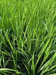 bright green rice fields under clear skies