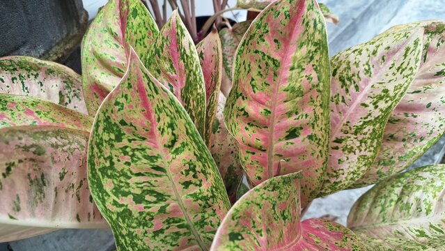 Red patterned green aglaonema. Red yellow leaf of Aglaonema bigroy. perfect aglonema bigroy motasion red is a beautiful ornamental plant with a variety of patterns.