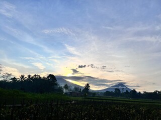 bright green rice fields under clear skies