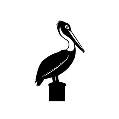 pelican on white background