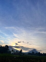 Fototapeta premium bright green rice fields under clear skies