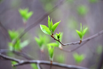 Spring season, young green leaves on a tree branch. Nature waking up in the forest