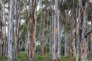 grove of eucalyptus trees with textured colored bark