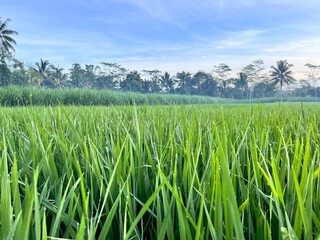 bright green rice fields under clear skies