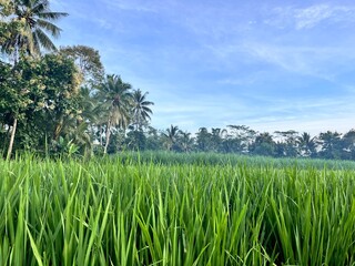 bright green rice fields under clear skies