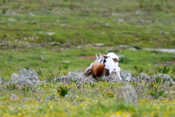 Balloon display of a great bustard in a pasture steppe