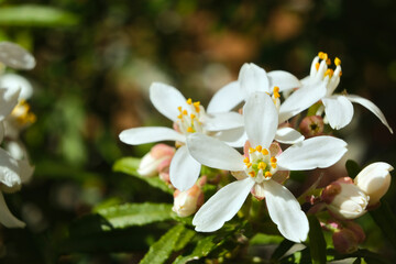 Close-up of Choisya ternata 'White Dazzler' blossoms with white petals and yellow stamens, captured in sunlight with a soft natural background.