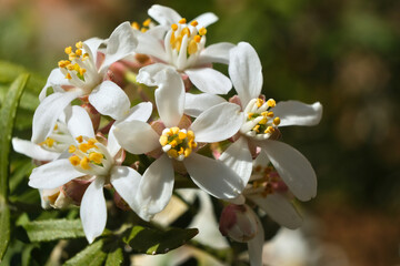 Obraz premium Close-up of Choisya ternata 'White Dazzler' blossoms with white petals and yellow stamens, captured in sunlight with a soft natural background.
