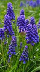 Garden flowers muscari (mouse hyacinth)