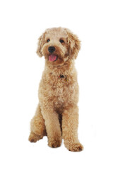 cute fluffy dog that appears to be a poodle puppies, features a light brown, a light apricot curly coat, sitting calmly and looking cheerful with its tongue out, pet care, isolated on white background