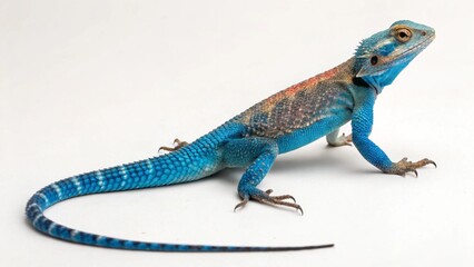Obraz premium Agama Lizard on studio background 