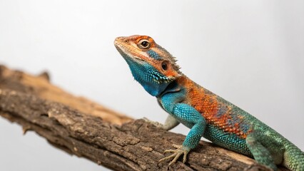 Naklejka premium Agama Lizard on studio background 