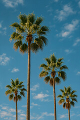 Palmeras en verano contra un cielo azul brillante con nubes

