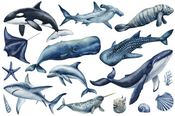watercolor marine animals set whale shark dolphin orca stingray narwhal sea creatures ocean wildlife clipart and design © Hanna