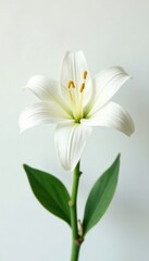 Fototapeta premium White Lilium flower on a pure white background, white flowers, spring flowers