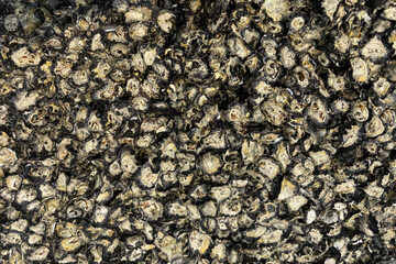 lots of sea mollusks on the rock texture