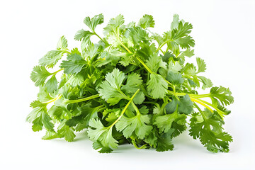 Obraz premium Fresh Cilantro Bunch Isolated on White Background for Culinary Use