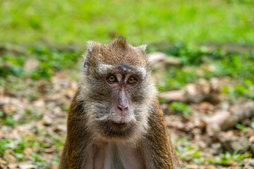 Portrait of a monkey in its natural environment