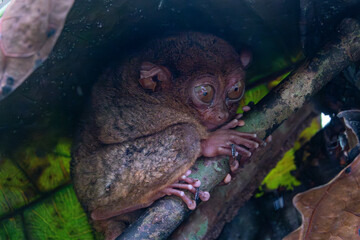 Endangered Tarsier in Bohol Tarsier sanctuary, Cebu, Philippines