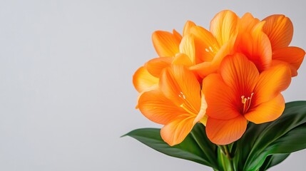 Vibrant orange flowers on gray background
