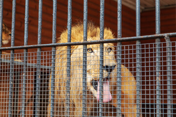 Sad lion in a cage in a zoo behind bars.