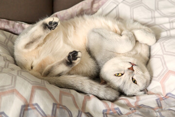 Obraz premium A British cat lies in a funny pose on its owner's bed.