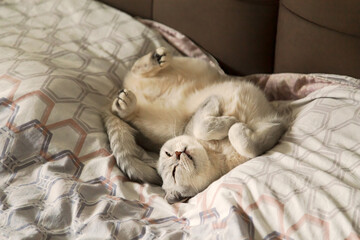 A British cat lies in a funny pose on its owner's bed.